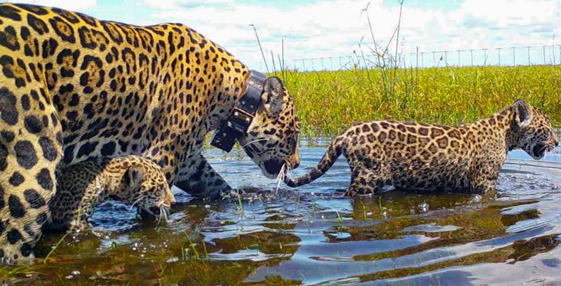 Return Of The Spotted King