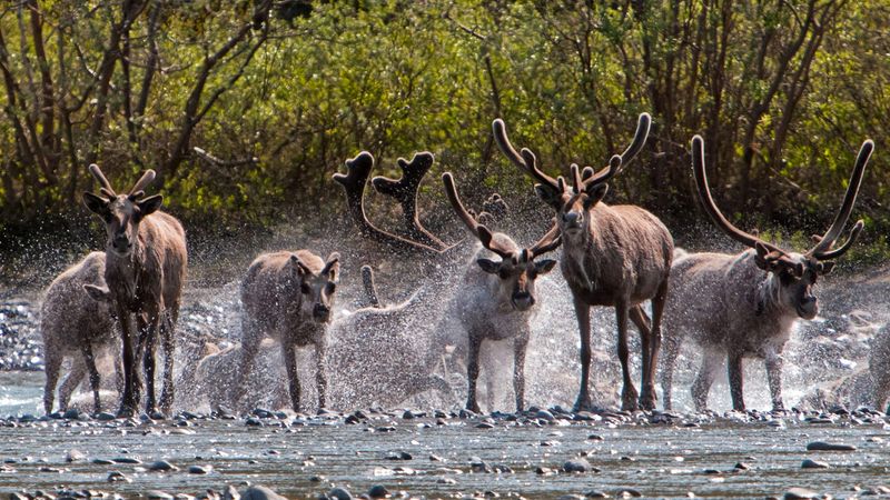 Bathurst Caribou Herd
