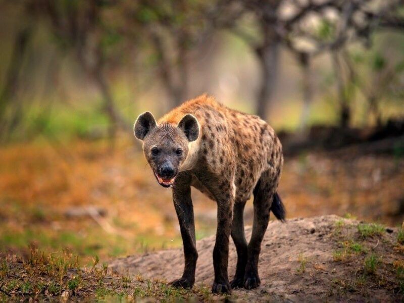 Hyena