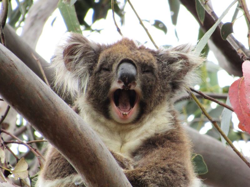 Koalas Aren't Perpetually Intoxicated