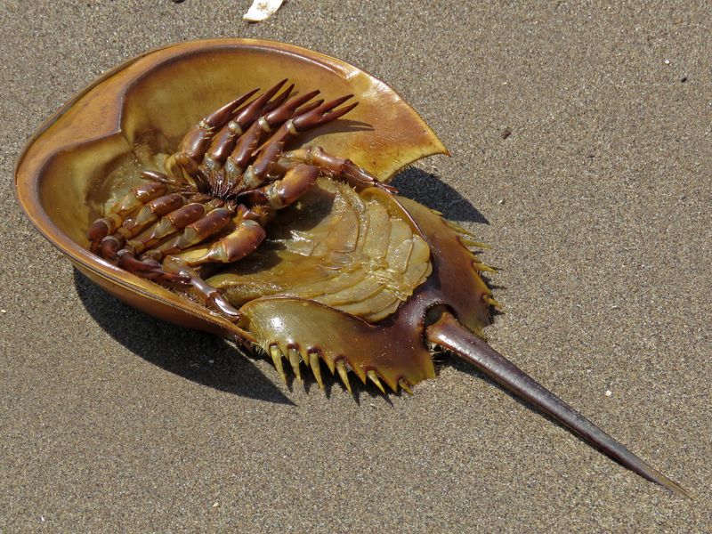 Horseshoe Crabs