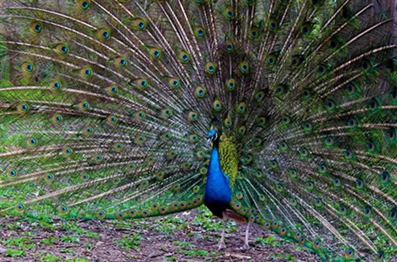 Peacock: Feathered Fashion With Fury