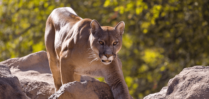 Mountain Lions: Silent Stalkers