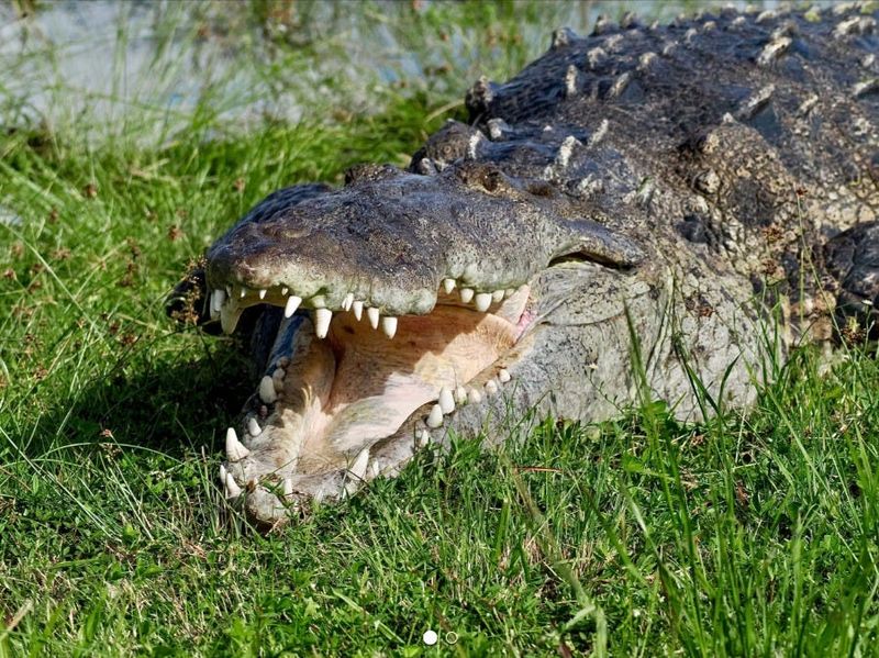 American Crocodile