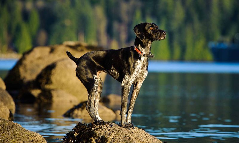 German Shorthaired Pointer: Versatile Backcountry Buddy