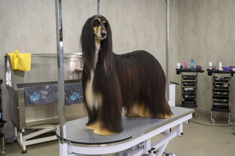 Afghan Hounds