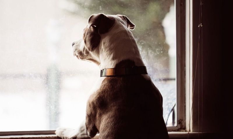 Treating Separation Anxiety