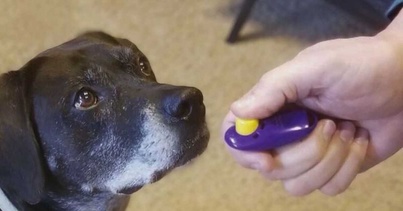 Clicker Training Breakthrough