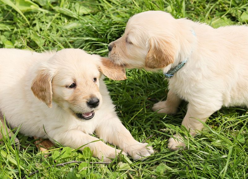 Socializing Early Is Crucial For Success