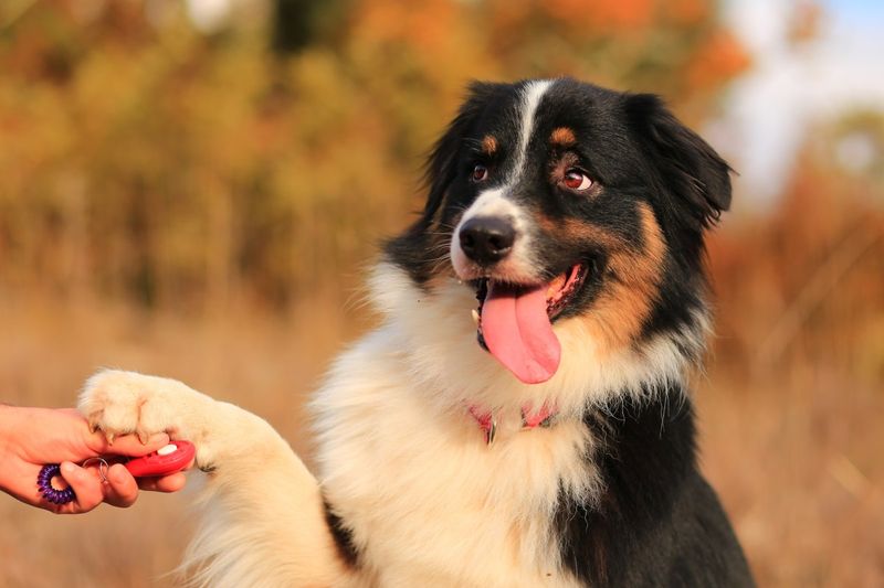 Clicker Training