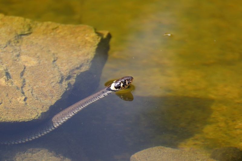 Lake Amistad's Border Serpents