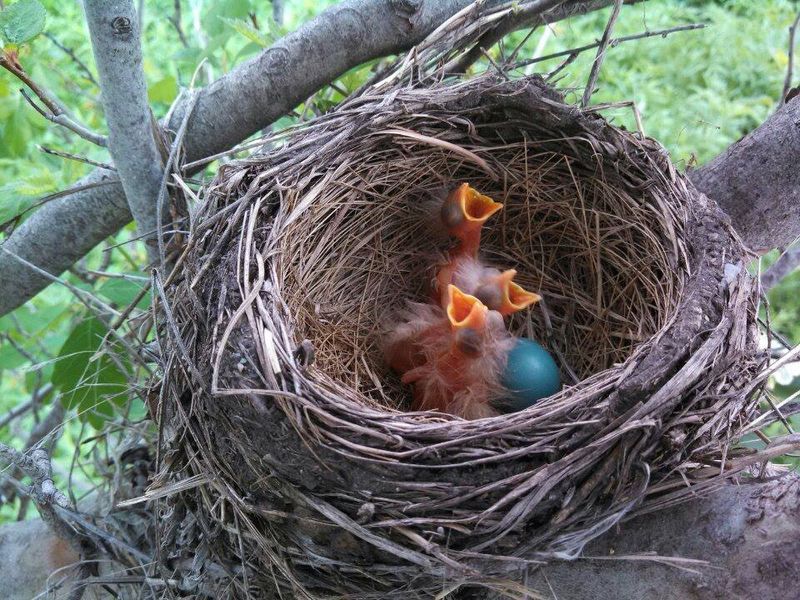 Create A Bird-Friendly Yard