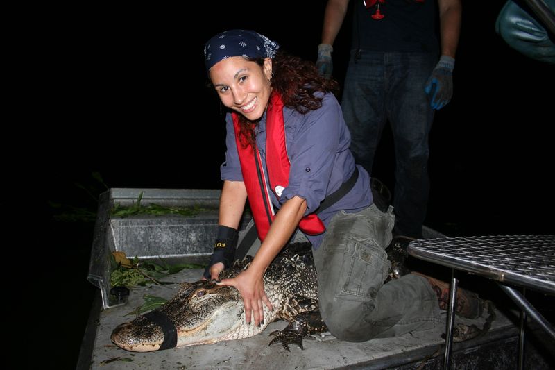 The Challenges Of Studying Crocodiles In Mexico's Coastal Regions