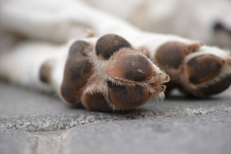 Pavement Burns Paws In Seconds