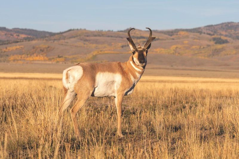 Graceful Pronghorn Antelope