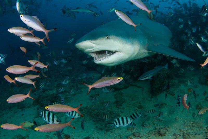 Teeth Reveal A Diet That Includes Fish And Mammals