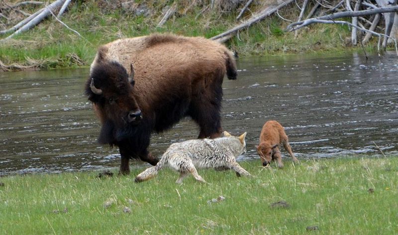 Bison's Resilience To Predation