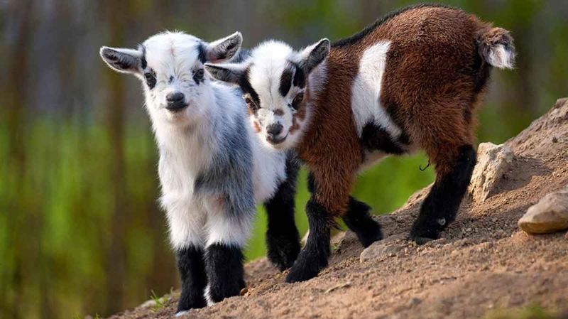 Space-Efficient Livestock