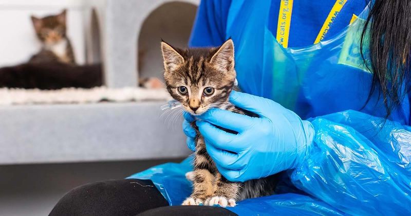 Assume One Method Works For All Cats