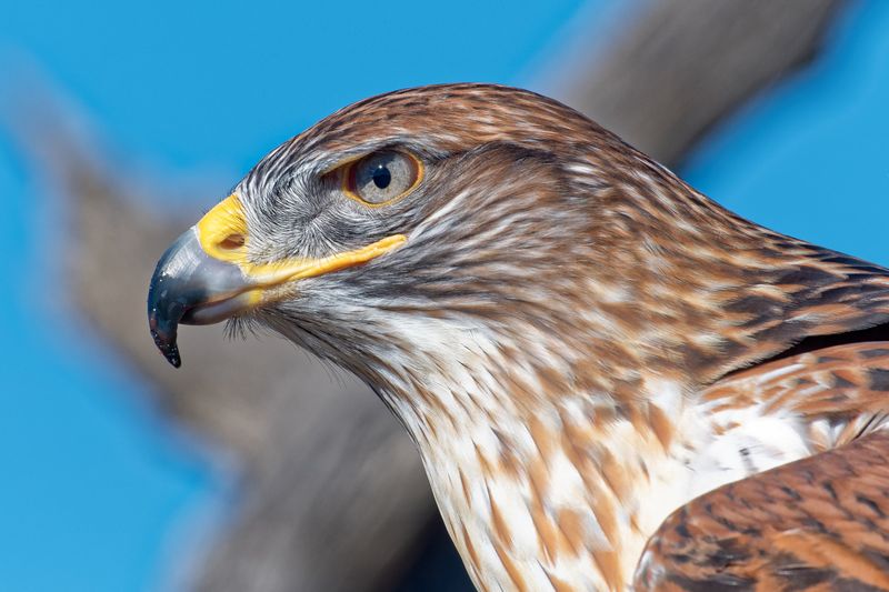 Ferruginous Hawk