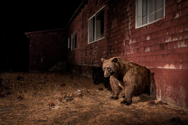 Black Bears In Abandoned Hotels