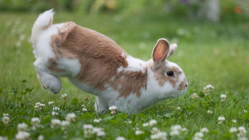 Stomping Rabbits