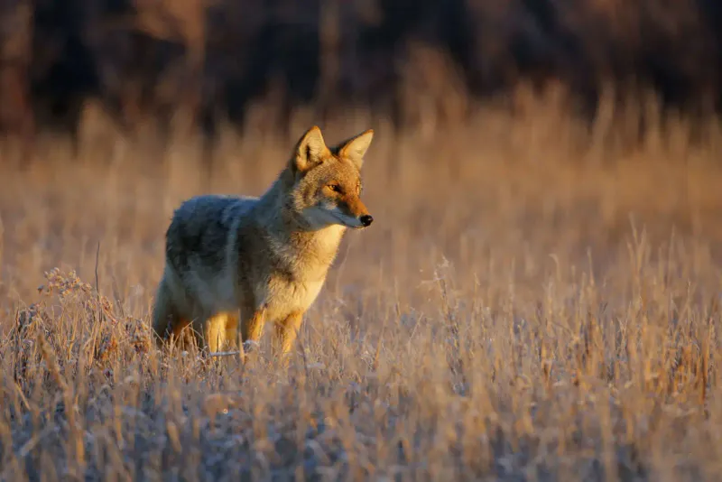 Coyotes: Adaptable Survivors