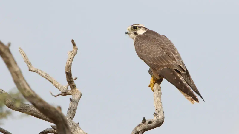 Lanner Falcon: Mediterranean Marvel