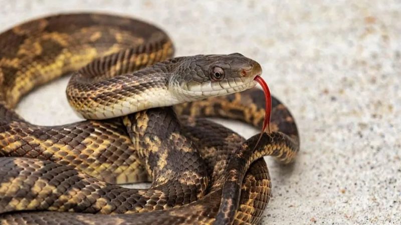 Texas Rat Snake