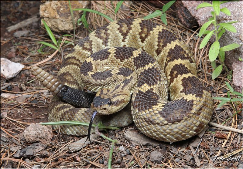 Black-Tailed Rattlesnake (Crotalus Molossus)