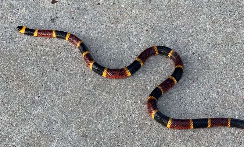 Coral Snake Caution: Red Touches Yellow