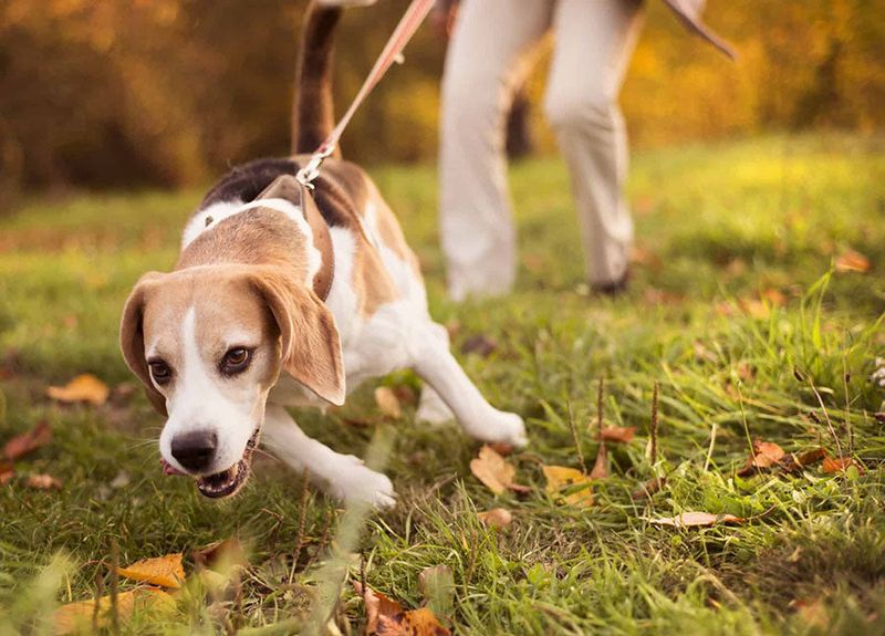 Gentle Leash Corrections