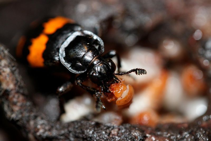 American Burying Beetles: Nature's Undertakers