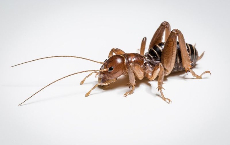 Jerusalem Crickets: Underground Soil Engineers