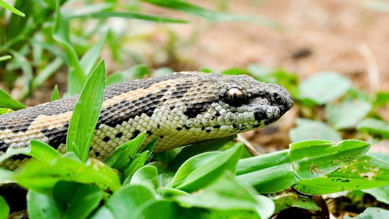 Snakes