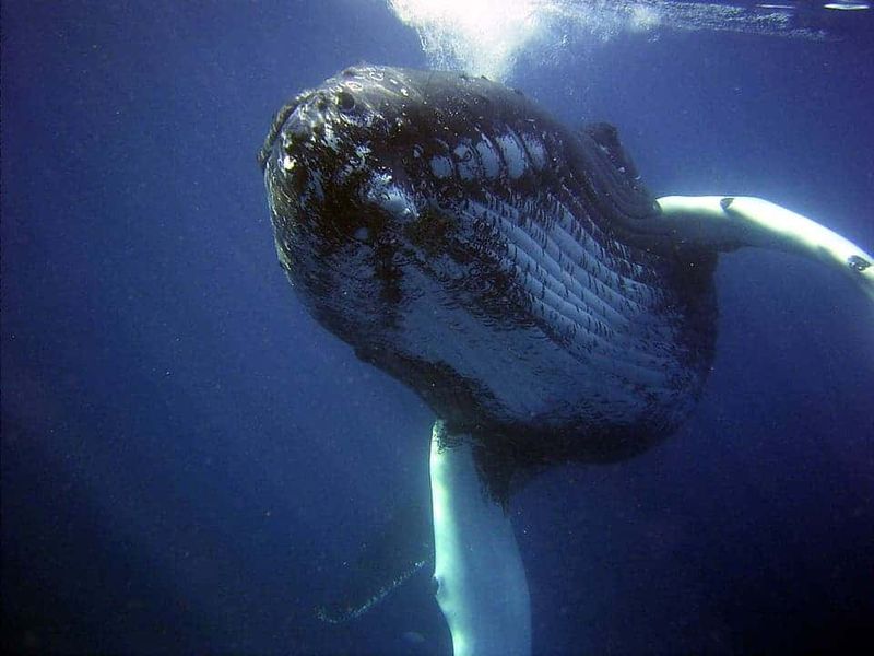 Ecosystem Engineers