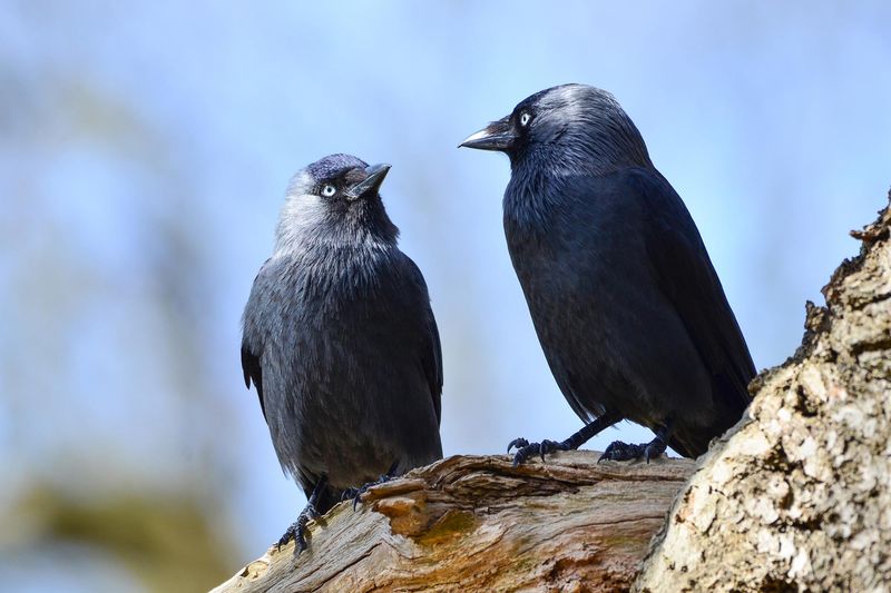 Social Network Geniuses: Jackdaws