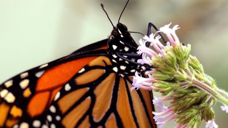 Disease And Parasites Can Limit Lifespan