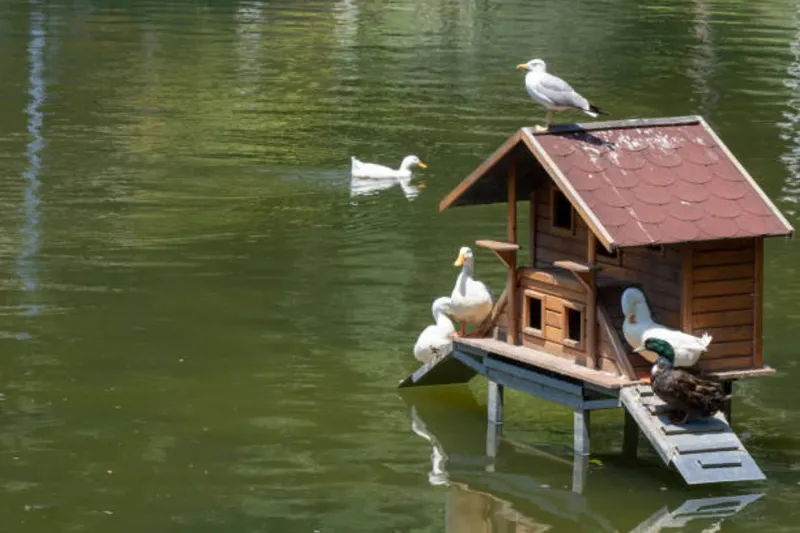Raised Duck Houses Over Water