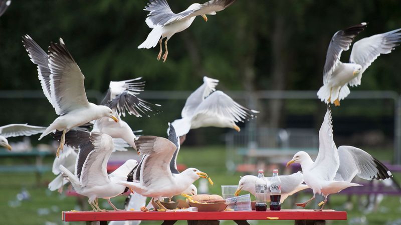 Pest Patrol Gone Wrong: Seagulls