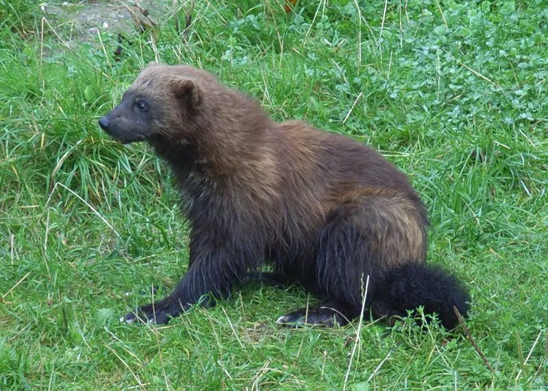 What Future Species Could Benefit From Reintroduction To Yellowstone?
