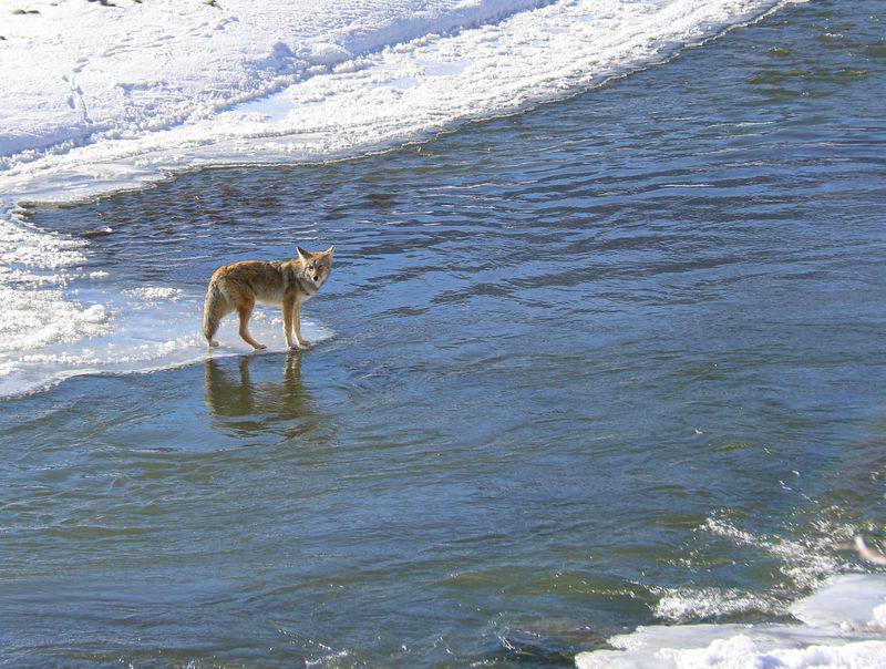What Would Happen If Coyotes Were Reintroduced To Yellowstone?