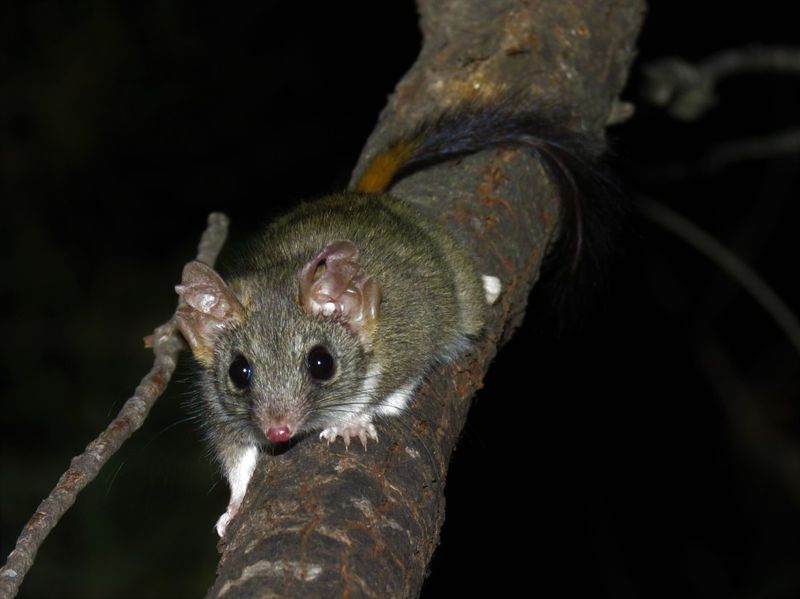 Genetic Diversity In Breeding Programs