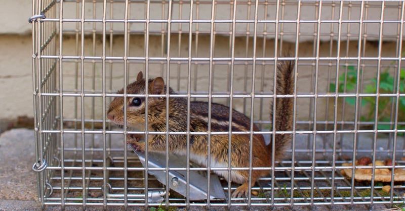Live Trapping Methods