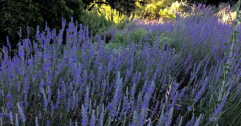 Lavender's Lovely Repellent