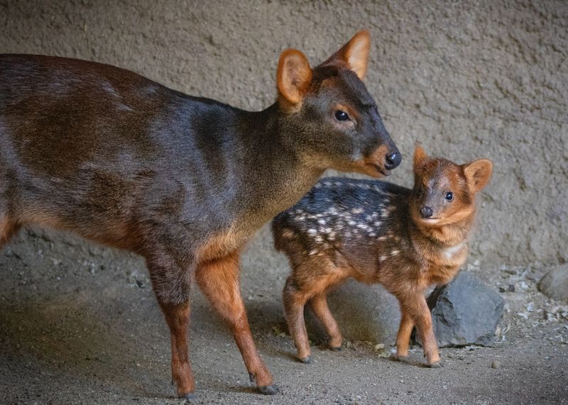 Slow Reproduction Rates
