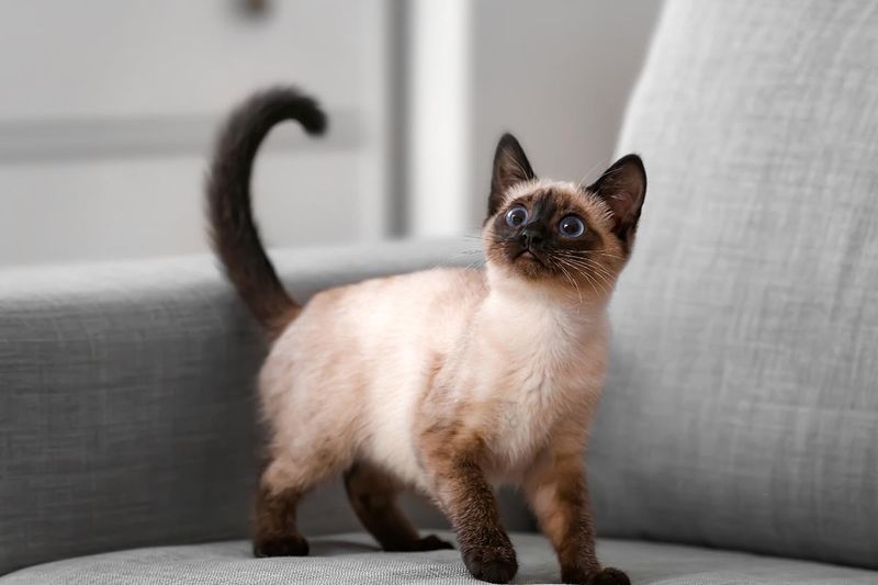 Looking For A Talkative Companion? Siamese And Burmese Cats Will Keep You Chatting
