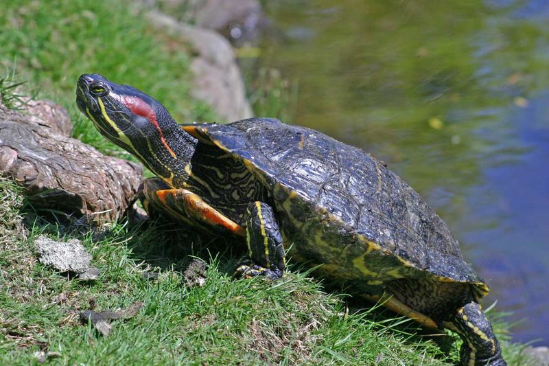 Popular Pet Turtles Overtake Waterways