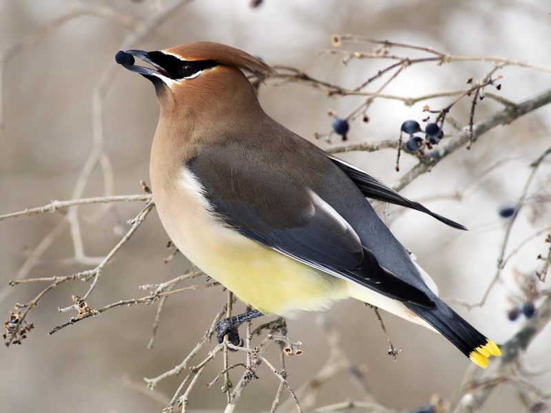 Rockabilly Charmer: The Cedar Waxwing