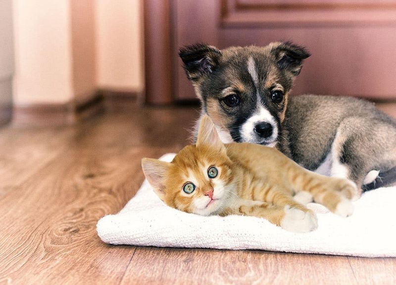 Puppies And Kittens Need The Same Food As Adults